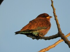 Eurystomus glaucurus