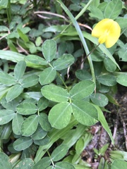 Arachis pintoi
