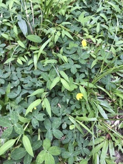 Arachis pintoi