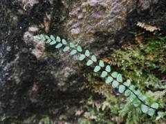 Asplenium trichomanes