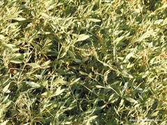 Atriplex portulacoides