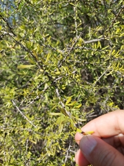 Forestiera angustifolia