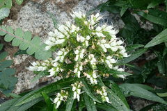 Echium giganteum