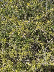 Forestiera angustifolia