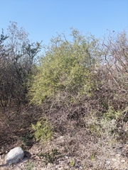 Forestiera angustifolia