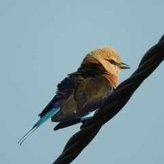 Coracias cyanogaster