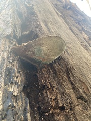 Fomitopsis pinicola