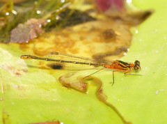 Austrocnemis splendida