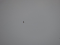 Buteo brachyurus