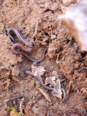 Plethodon