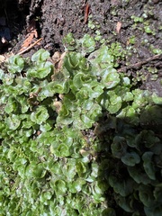 Lunularia