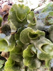 Lunularia