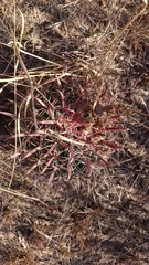 Ferocactus latispinus