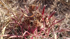 Ferocactus latispinus