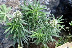 Echium giganteum