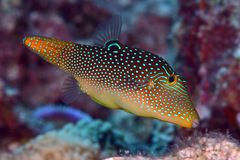 Canthigaster solandri