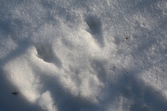 Sciurus carolinensis
