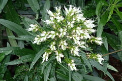 Echium giganteum
