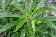 Echium giganteum