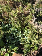 Ulex jussiaei