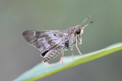 Nyctelius nyctelius