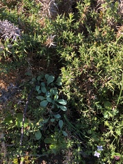 Ulex jussiaei