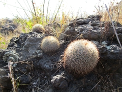 Mammillaria rhodantha