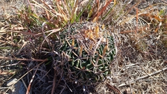 Echinofossulocactus phyllacanthus