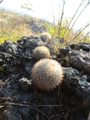 Mammillaria rhodantha