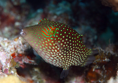 Canthigaster janthinoptera
