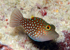 Canthigaster janthinoptera