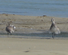 Pluvialis squatarola