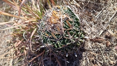 Echinofossulocactus phyllacanthus