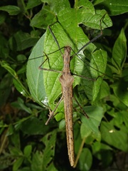 Pseudophasma unicolor