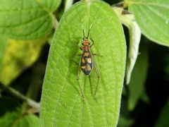 Phylloscyrtus