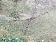 Teloschistes hypoglaucus