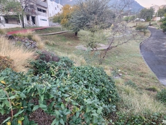 Teloschistes hypoglaucus