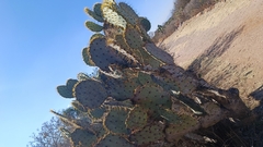 Opuntia engelmannii