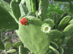 Opuntia cochenillifera