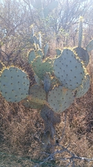 Opuntia engelmannii