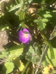 Calandrinia menziesii