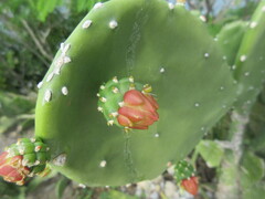 Opuntia cochenillifera