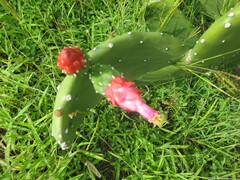 Opuntia cochenillifera