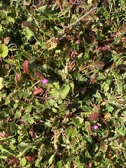 Calandrinia menziesii