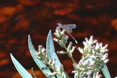 Allocnemis leucosticta