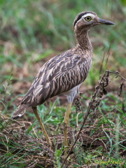Burhinus bistriatus