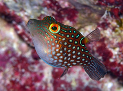 Canthigaster janthinoptera