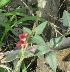 Macroptilium lathyroides