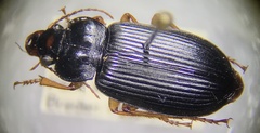 Anisodactylus verticalis