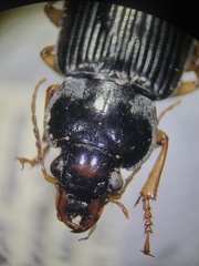 Anisodactylus verticalis